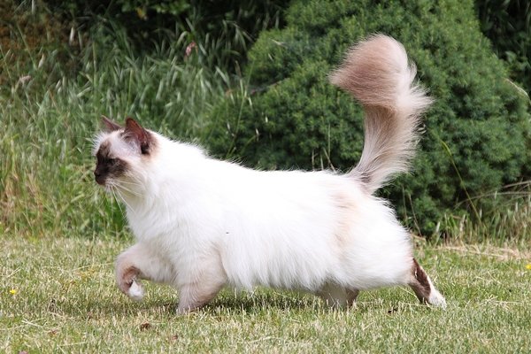 バーマン【Birman】 | 日本ペットシッターサービス