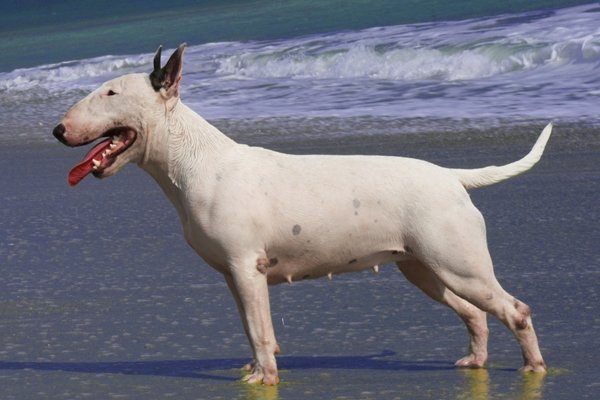 ブルテリア【Bull Terrier】 | 日本ペットシッターサービス