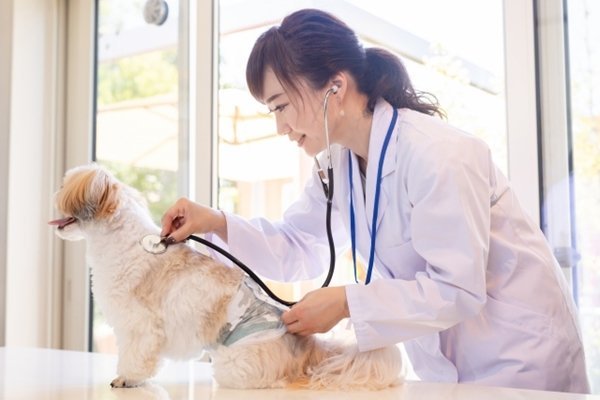 犬の健康と長生きのために定期的な健康診断を受けよう！