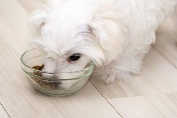 愛犬の早食いが心配。改善して落ち着いて食べる子にしたい