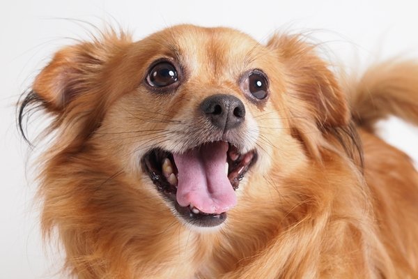 愛犬の写真をスマートフォンで撮影！コツは？