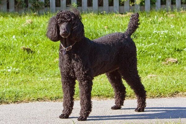 スタンダードプードル Standard Poodle 日本ペットシッターサービス