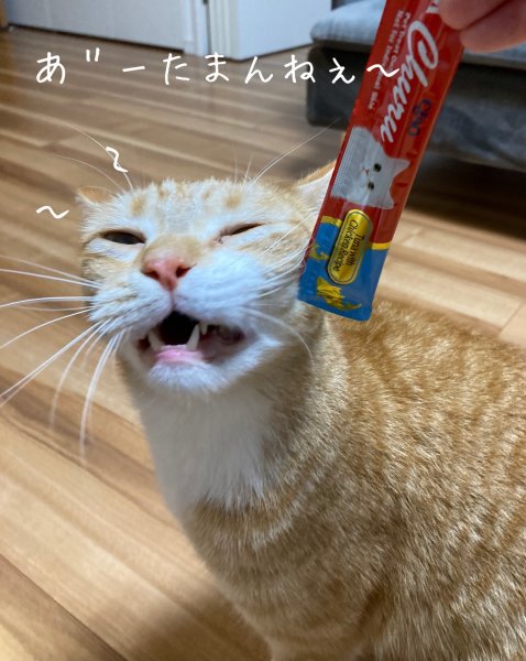 品川ペットシッターpawpaw お世話のひとこま Pawpaw 日本ペットシッターサービス品川店 品川区