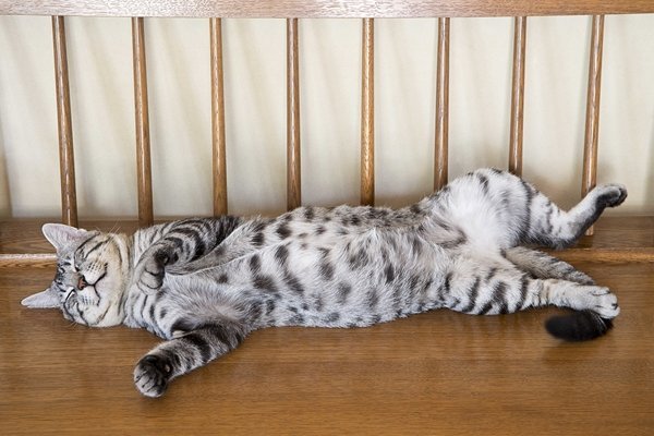 猫は完全室内飼いに！安全・快適に暮らすには？