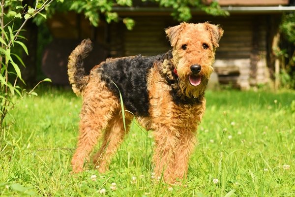 エアデールテリア Airedale Terrier 日本ペットシッターサービス