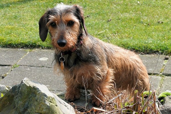 カニンヘンダックスフンド Kaninchen Dachshund 日本ペットシッターサービス