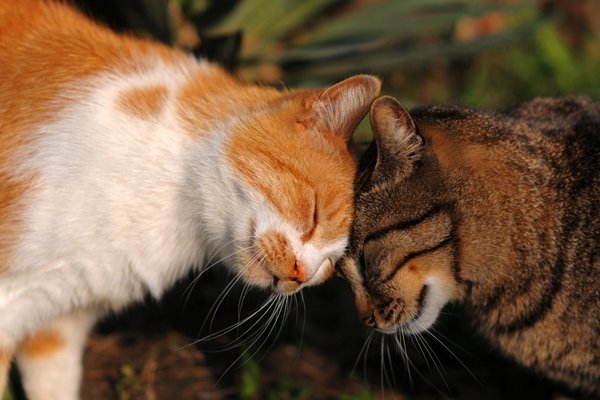 猫の頭突きにはどんな意味がある？