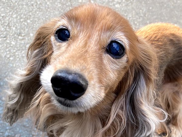 看板犬かい