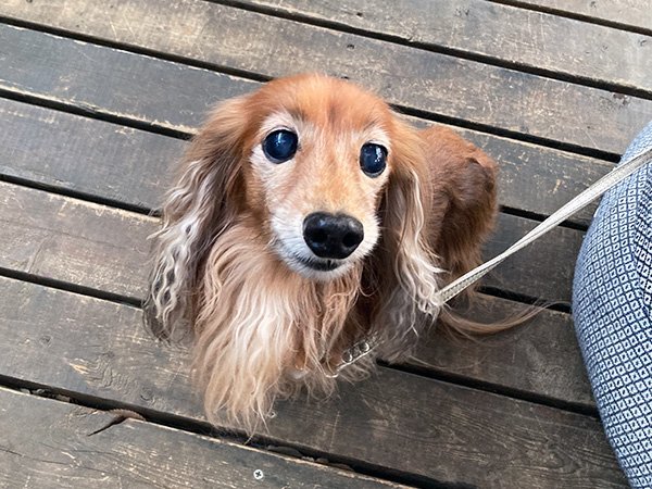 犬、ミニチュアダックス