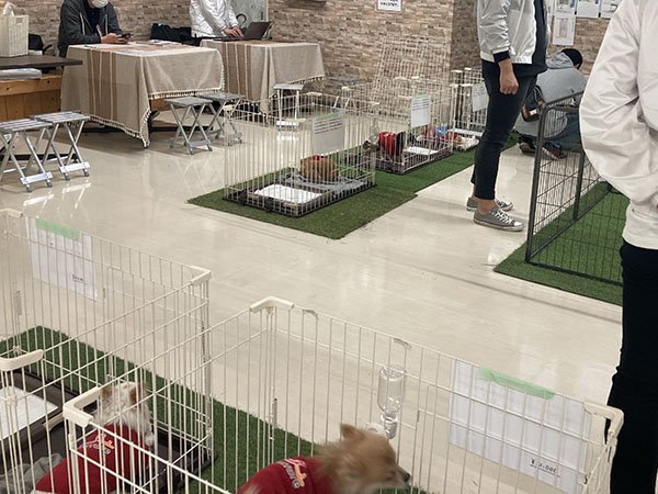 犬の譲渡会会場