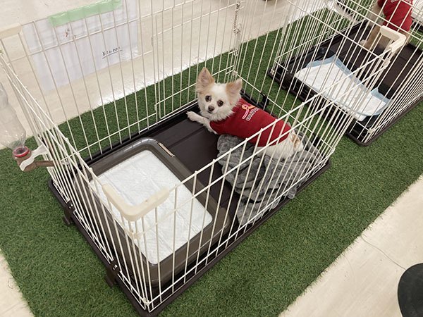 保護犬