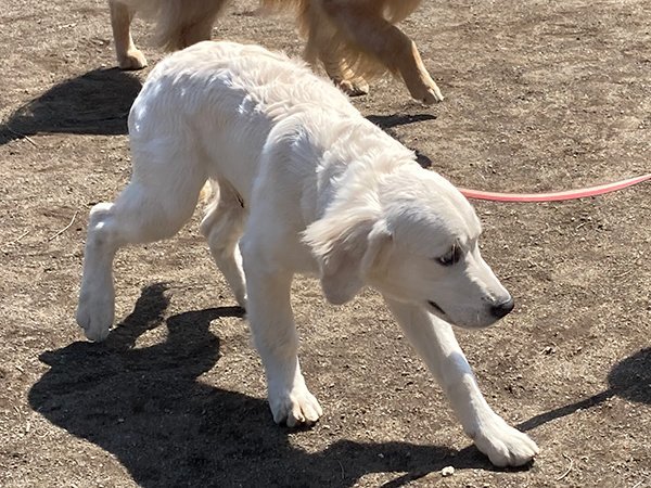 犬散歩練習