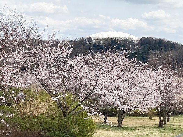 狭山湖の桜満開
