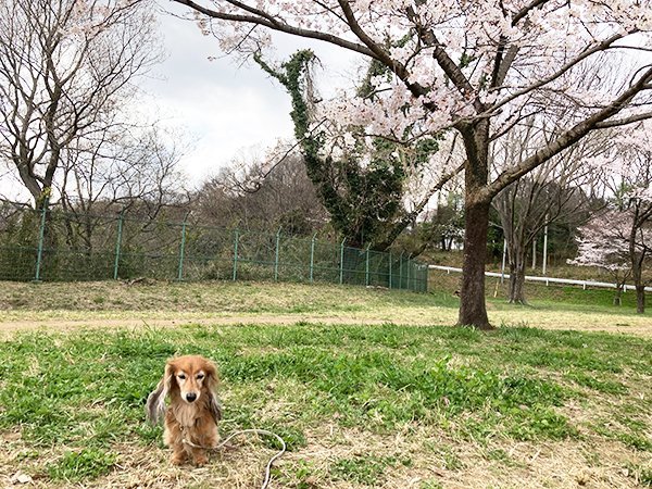 犬の散歩