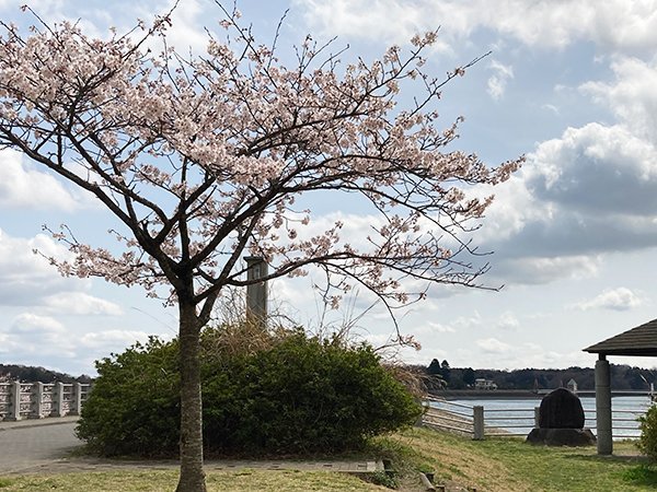 狭山湖の桜