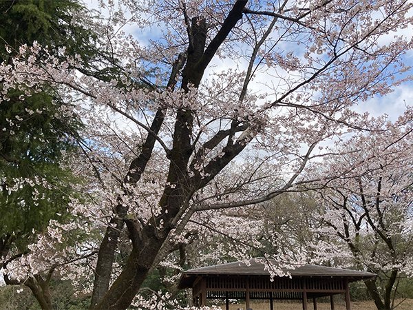 狭山湖桜画像
