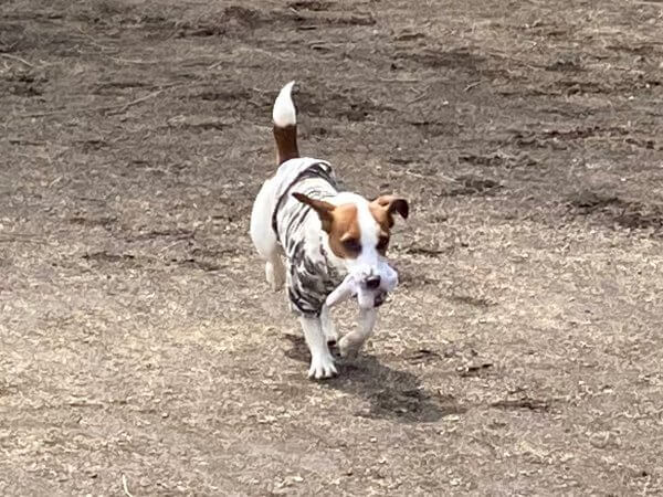 軍手を咥えて逃げる犬