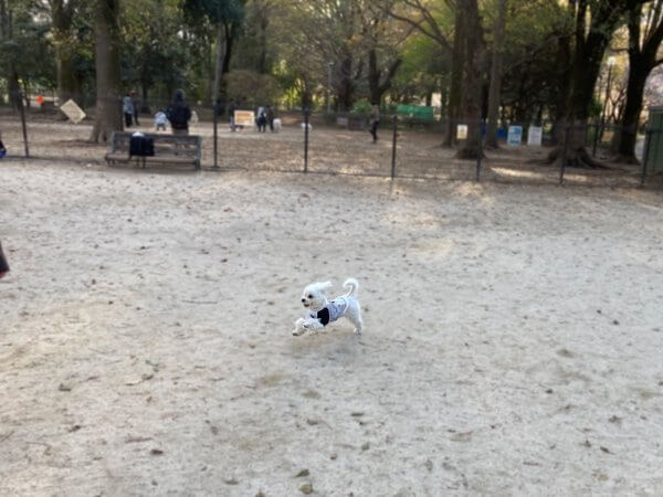 航空公園ドッグラン
