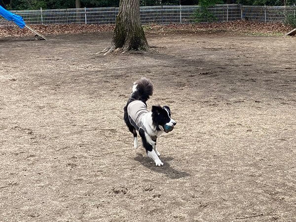 フィールドで走る犬