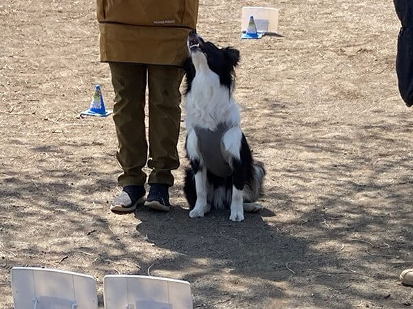 犬お座り