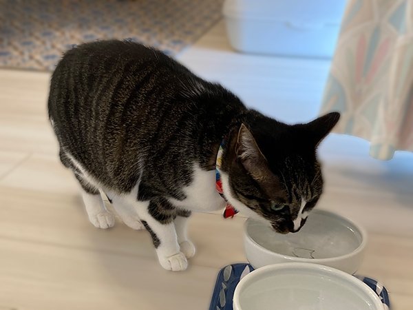 猫水を飲む