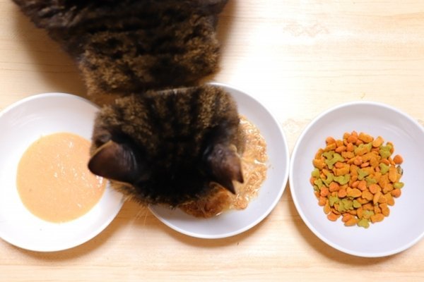 知っておきたい！猫の食性と栄養学