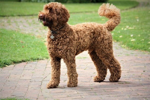 ミディアムプードル【Medium Poodle】 | 日本ペットシッターサービス