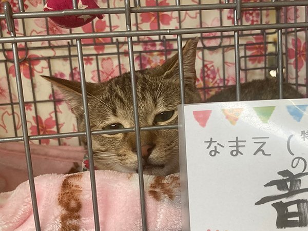 保護猫　譲渡会