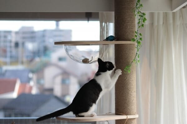 困った猫の爪とぎ！壁やカーペット、家具でとぐのをやめさせるには？