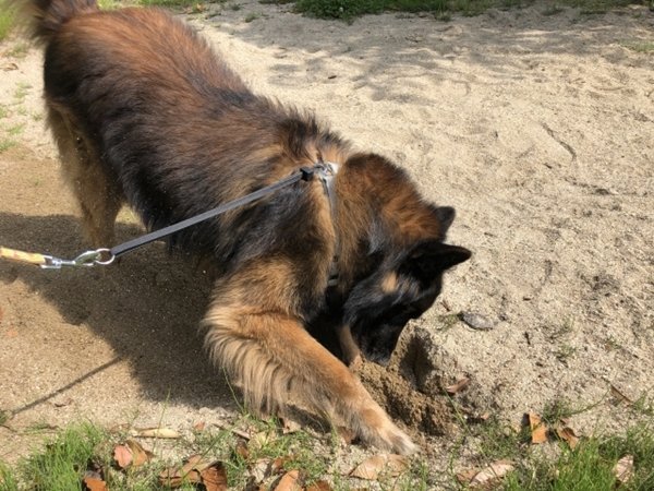 犬が穴掘りをする理由とは 気を付けたい穴掘りも解説 日本ペットシッターサービス