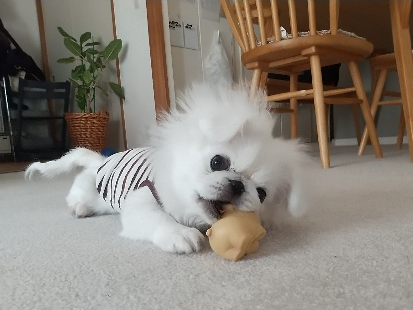 犬のペットシッター日記 きのこ もずく おもちちゃん 葛飾区南水元 日本ペットシッターサービス葛飾店 葛飾区 足立区