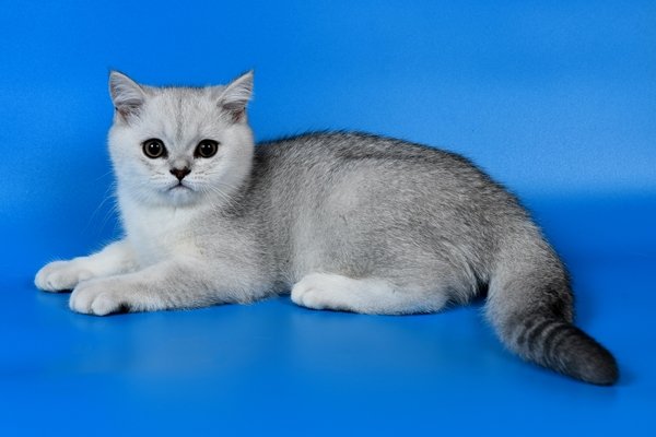 スコティッシュストレート【Scottish Straight】 | 日本ペットシッター