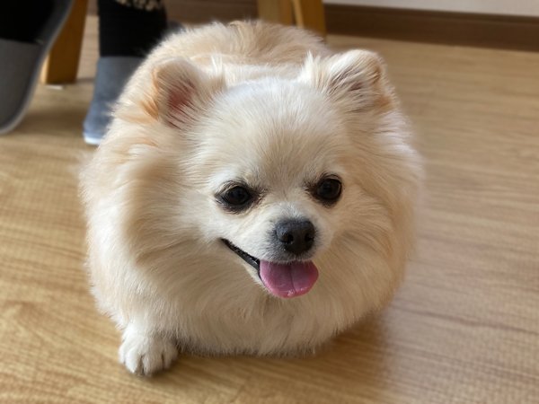 チワワ、ポメラニアンのMIX犬
