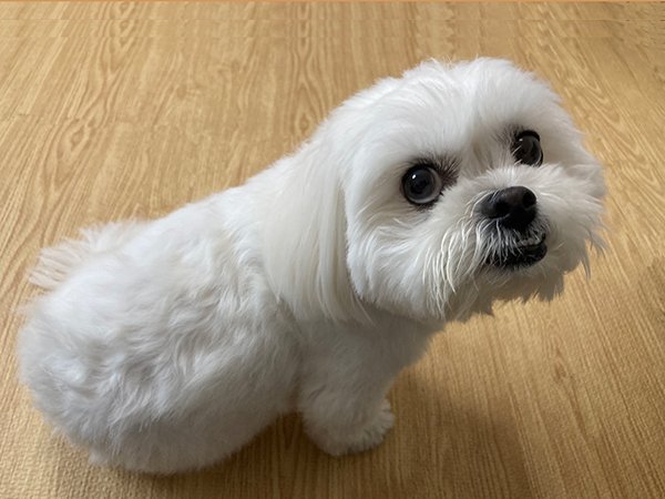 ペキニーズとビションフリーゼのミックス犬