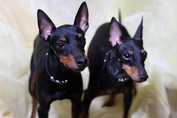 トイマンチェスターテリア【Toy Manchester Terrier】 | 日本ペット