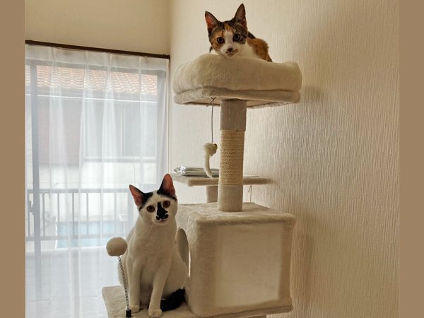 猫ペットホテル