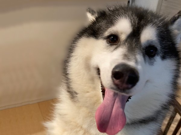 大型犬シベリアンハスキーペットホテル