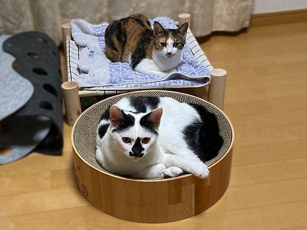 キャットシッター