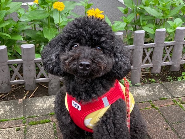 犬トイプードルお散歩代行