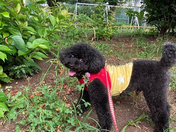 犬トイプードルお散歩代行