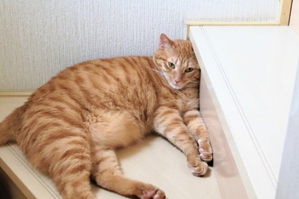 猫の熱中症にご用心！かかったときに症状や予防や対策を解説