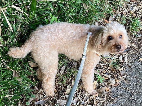 犬トイプードルペットホテル