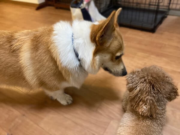 中型犬コーギーペットホテル