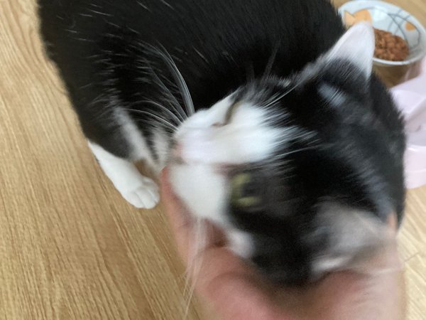 黒白猫ペットホテル