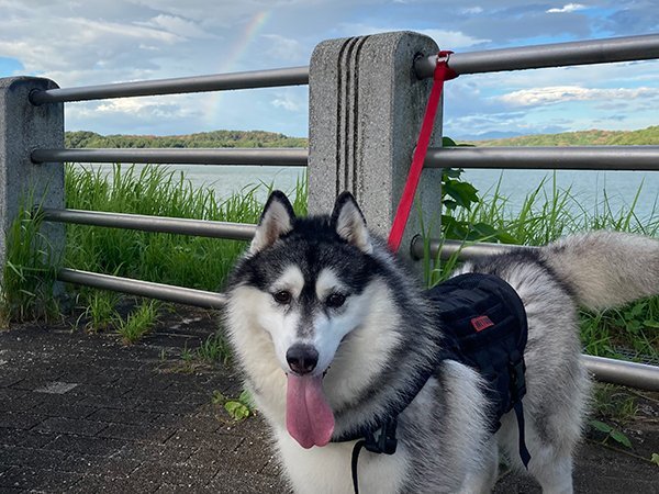 犬シベリアンハスキー散歩