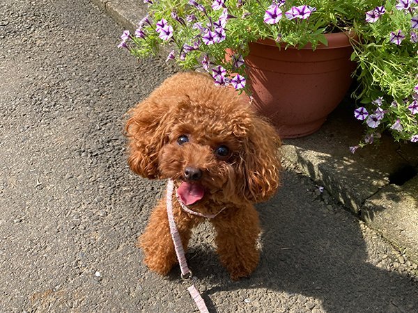 トイプードル犬ペットホテル