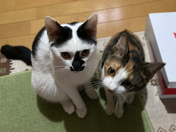 猫ペットシッター