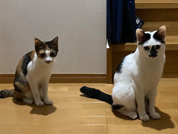 猫ペットシッター