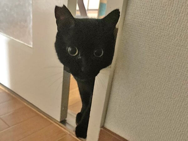 黒猫ペットシッター