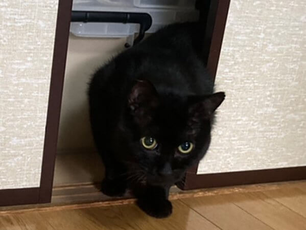 黒猫ペットシッター